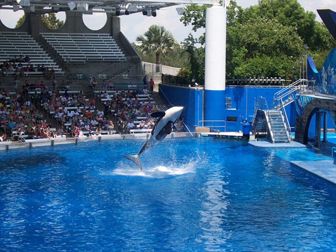 Kayla at SeaWorld Orlando on August 14, 2011. - Gordon2448 [CC BY-SA 3.0 (https://creativecommons.org/licenses/by-sa/3.0)], from Wikimedia Commons
