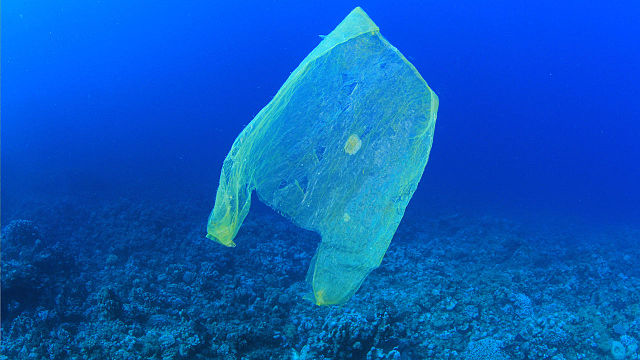 In Florida, it's illegal to ban plastic bags — but St. Pete could do it anyway
