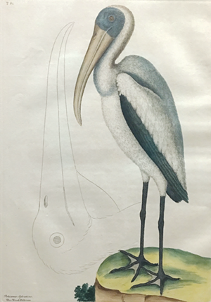 WOOD YOU?: While well drawn artistically, Catesby’s rendering of a wood stork — he called it a “wood pelican” — isn’t quite right. - Mark Catesby