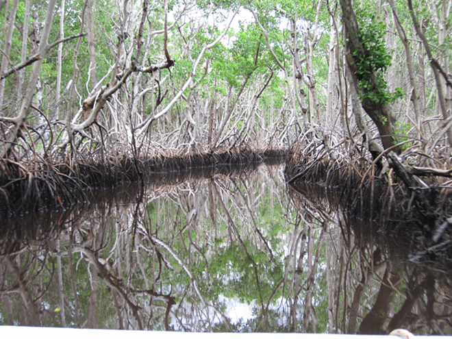 Mangrove tunnels close in over you in Chokoloskee - Cathy Salustri