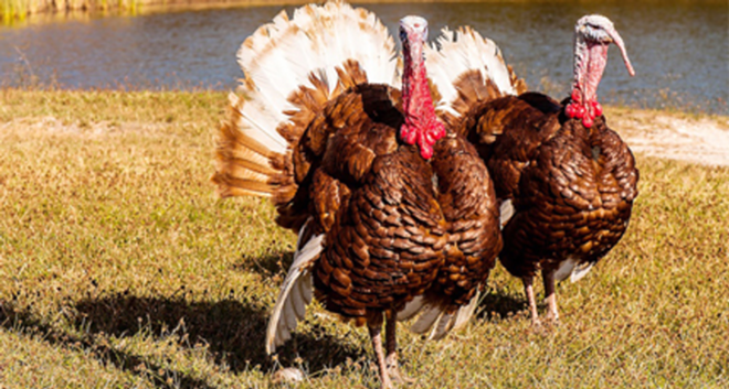 On the menu: How to get your Turkey Day weekend on - Nick Cardello