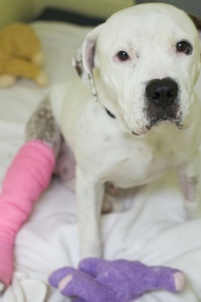 GOOD DOG GETTING BETTER: Bianca, a Pet Pal Rescue bulldog on its way to rehabilitation. - Jennie Clutterbuck