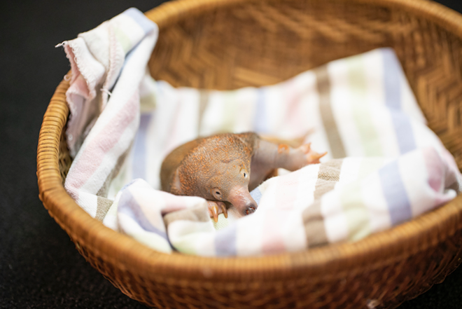 Busch Gardens Tampa Bay just welcomed a rare echidna baby