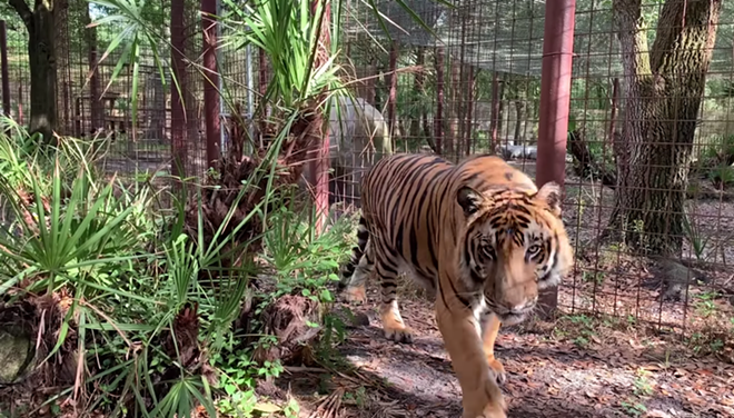 Tiger bites volunteer at Tampa's Big Cat Rescue, nearly tearing arm from shoulder