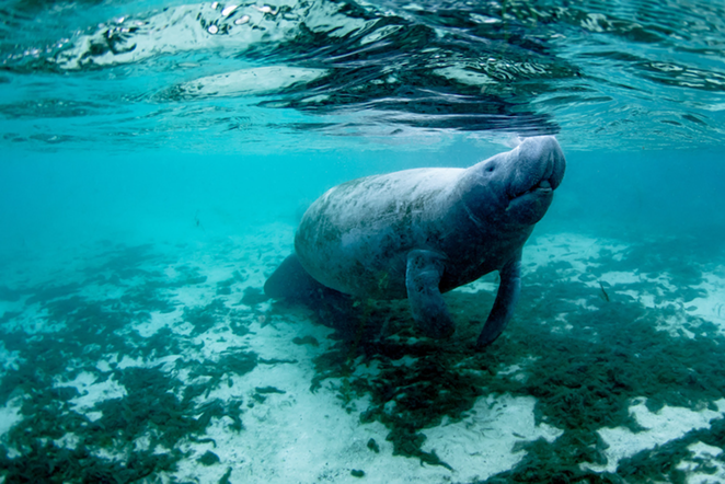 Florida wildlife officials want $7 million to help deal with record manatee deaths