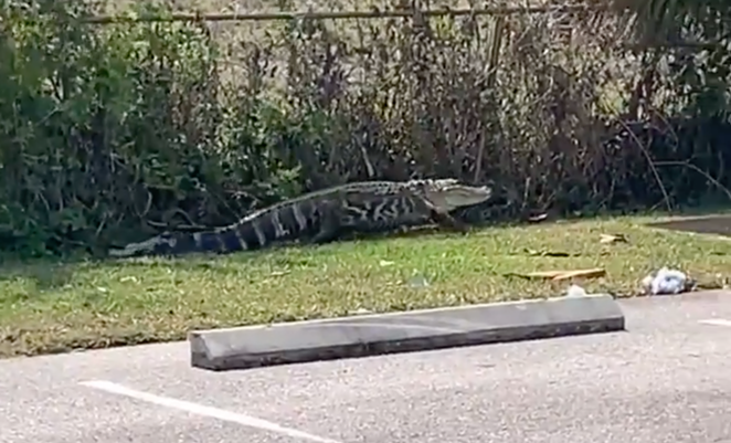 Florida authorities say a ‘hangry’ alligator chased people through a Wendy’s parking lot