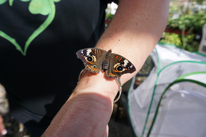 Anita Camacho holding a common buckeye butterfly, which is found throughout the year in much of Florida. - Chelsea Zukowski