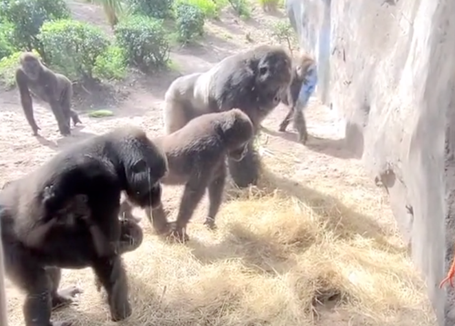 Video shows Walt Disney World gorillas freaking out over a tiny snake
