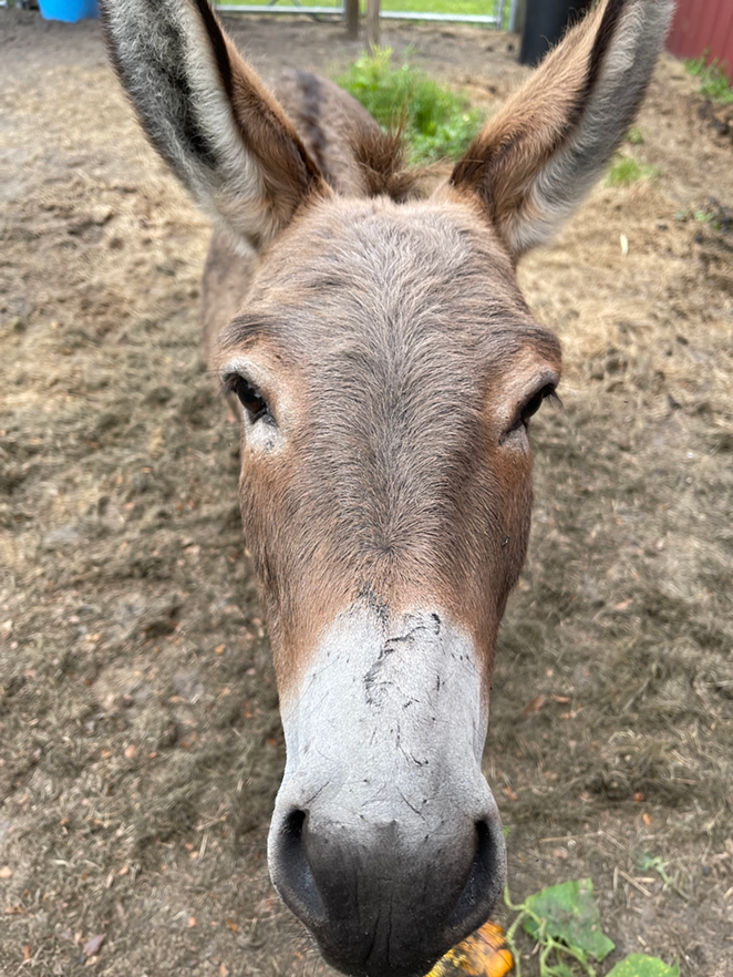 Simon, the miniature donkey, temporarily handles all of the petting zoo duties at The Market at St. Martin Farms in Plant City. - JEFF HOUCK