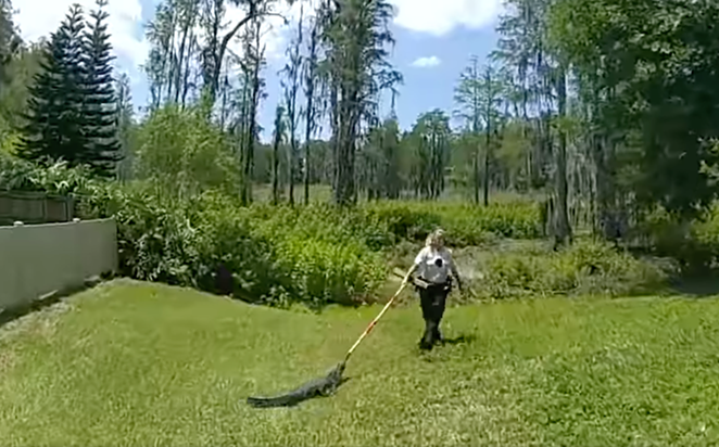 Video shows deputy removing gator from Tampa yard with a broom