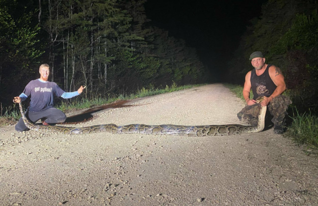 A record-breaking 18.9 foot long Burmese python was captured in the Everglades last October. - Photo via FWC