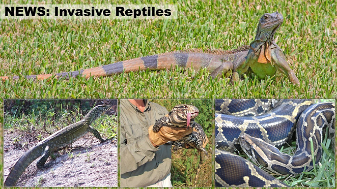 'This is wreaking havoc within Florida': Wildlife officials ban invasive reptiles