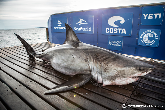 Don’t worry that great white shark is only 30 miles off the Tampa Bay coastline