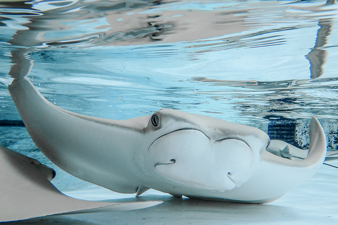 Every single stingray at a ZooTampa touch tank mysteriously died yesterday