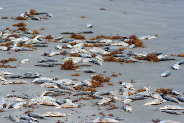 According to a press release from Surfrider Foundation chair, Thomas Paterek, the state’s inaction has propelled the flood of dead fish. - PHOTO VIA ADOBE