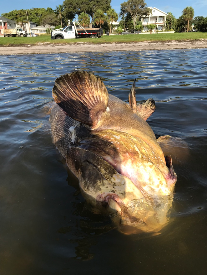 Try to imagine the end of the Goliath grouper that washed up along Lassing Park in St. Petersburg, Florida. The very name, Epinephelus itajara, reminds me of Big Bird's imaginary friend, Mr. Snuffleupagus. - Julie Armstrong