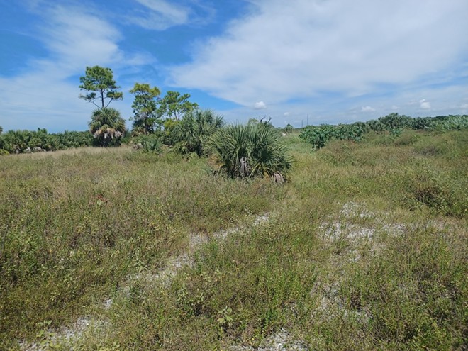 Dumping area at Ft.DeSoto to be transformed into a maritime pine ecosystem. - Photo c/o Ray Wunderlich