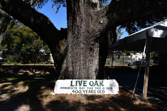 The Live Oak on Bearss Groves property. - JUSTIN GARCIA