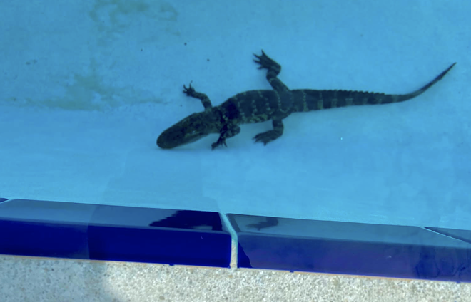 Central Florida gator removed from school pool after interrupting swim team practice