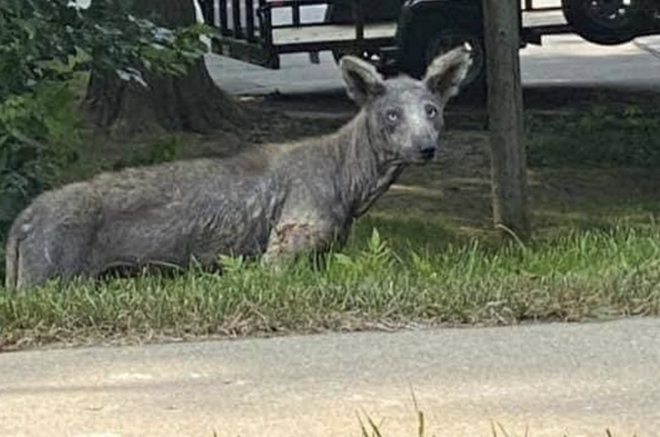 The mystery of Tampa's hairless creature has been solved