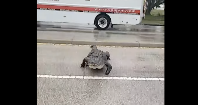 Video shows massive alligator with a missing foot crawling under Florida man's truck