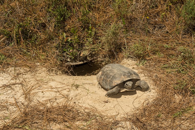 Florida's gopher tortoises may get increased federal protections
