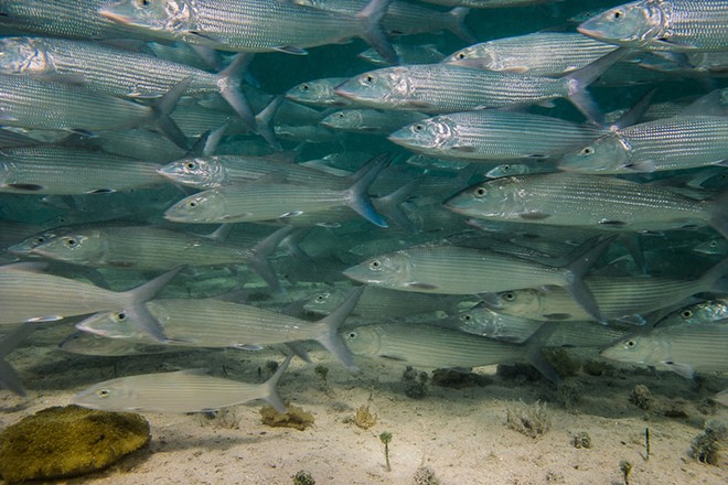 The study analyzed 93 diverse bonefish throughout Biscayne Bay to west of Key West and found that all had traces of drugs in their systems. - Leonardo Gonzalez/Adobe