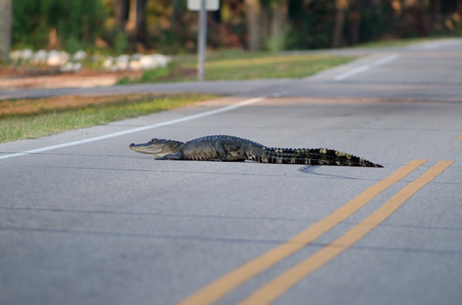 An American alligator laying in the street. - Photo via Adobe