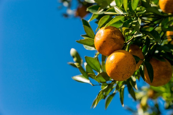 Florida's citrus production is at its lowest level since around the start of WWII