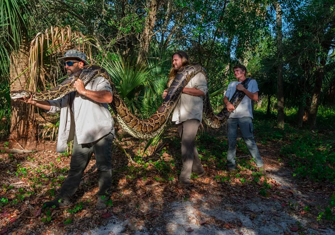 Researchers Ian Bartoszek (left), Ian Easterling, and intern Kyle Findley (right) transport a record-breaking female Burmese Python — weighing 215 pounds and measuring 17.7 feet in length — to their lab in Naples, Florida, to be laid out and photographed. - IMAGE CREDIT: PHOTOGRAPH BY MAGGIE STEBER, NATIONAL GEOGRAPHIC
