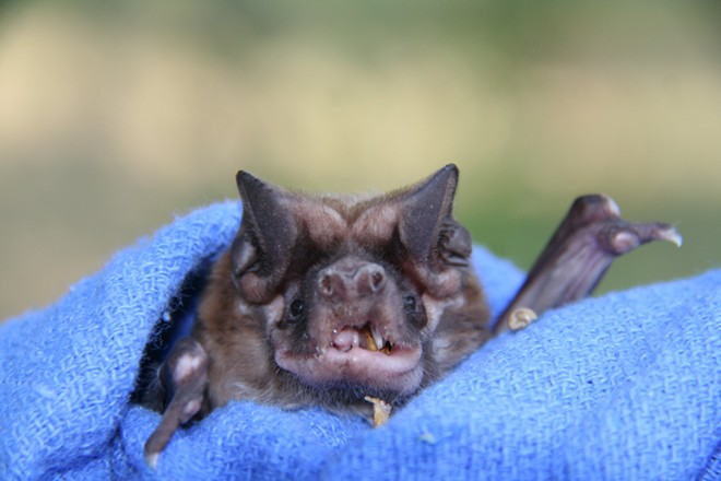 Florida bonneted bats - Photo via FWC/Flickr