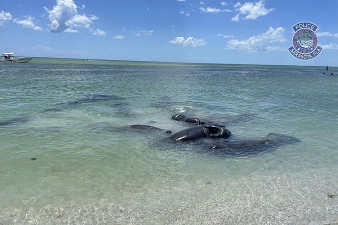 The horny manatees in their zone. - Photo via Sarasota Police Department