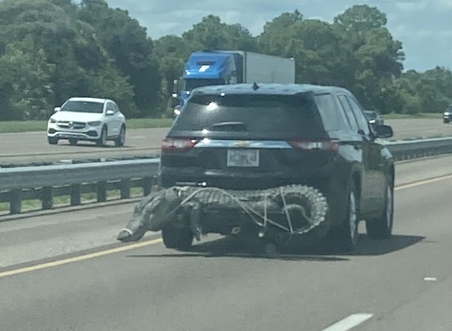 Tampa woman spots large gator strapped to a car on I-95