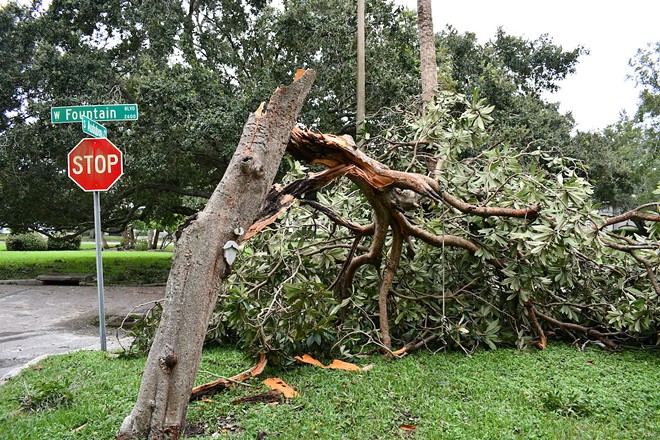 A tree snapped in half by Hurricane Ian in South Tampa. - Justin Garcia