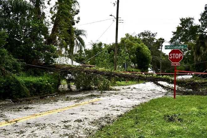 A tree knocked over by Hurricane Ian lays wrapped in a power line in Seminole Heights. - Justin Garcia