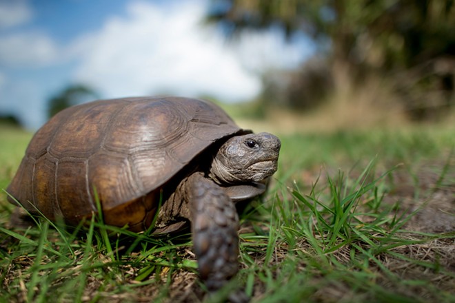 Feds decline giving gopher tortoises endangered species protection ...