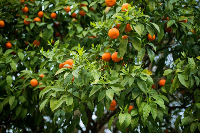 The 2022 Hurricane Season ruined nearly 30 percent of Florida's citrus crops