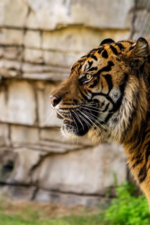 Busch Gardens Tampa Bay welcomes Bandar, the park's first critically-endangered Sumatran tiger (2)