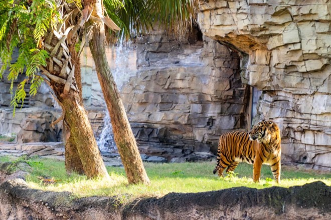 Bandar was transferred to Tampa from the Point Defiance Zoo and Aquarium in Tacoma, Washington. - Photo via Busch Gardens