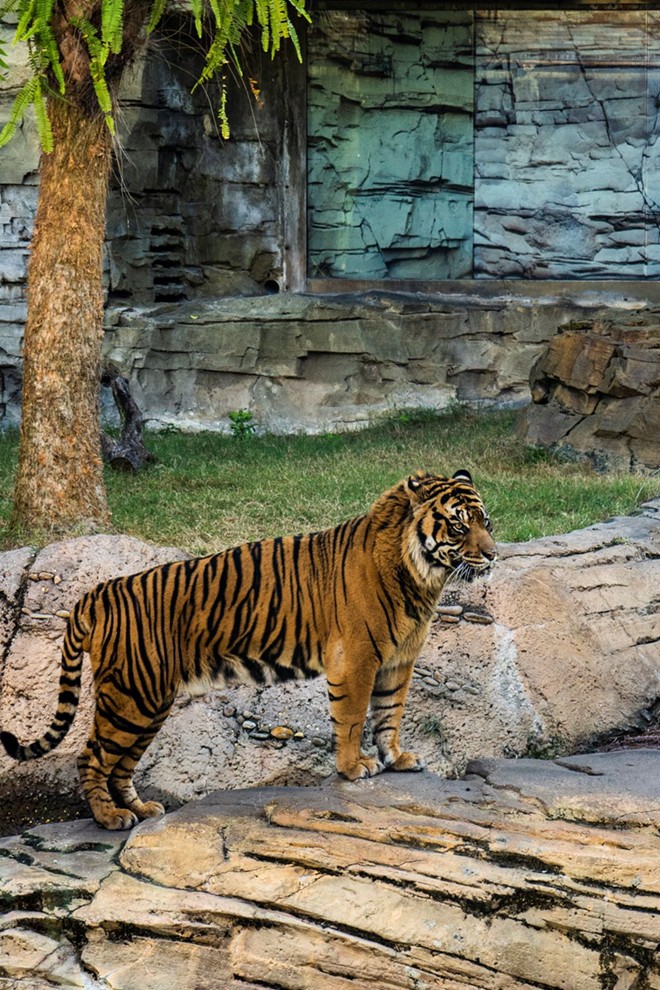 Busch Gardens Tampa Bay welcomes Bandar, the park's first critically-endangered Sumatran tiger (5)