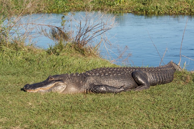 Florida man loses arm to 10-foot alligator while peeing behind a bar