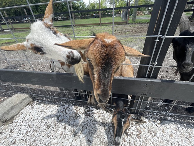 DK Farm’s nighttime event ‘Goats, Golf &amp; Good Times’ soft launches in Largo this weekend