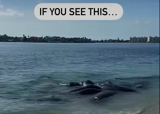 'Don't call us': Tampa Bay law enforcement asks beachgoers to stop snitching on horny manatees
