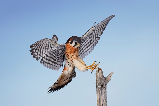 Kestrels and other animals are coming to the ‘Menagerie’ at St. Pete’s James Museum