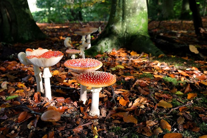 Amanita muscaria is a culturally iconic mushroom. - Photo via alexandra/Adobe