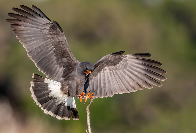 The snail kite is a bird of prey that’s commonly found throughout the Everglades. - Photo via Harry Collins/Adobe