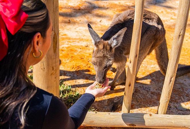 Busch Gardens' new and improved kangaroo exhibit 'Kangaloom' officially reopens