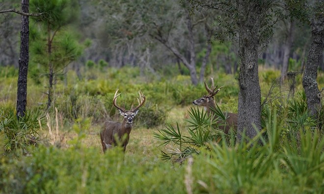 Lightsey Ranch - Photo by Gabriela Tejeda via Conservation Florida