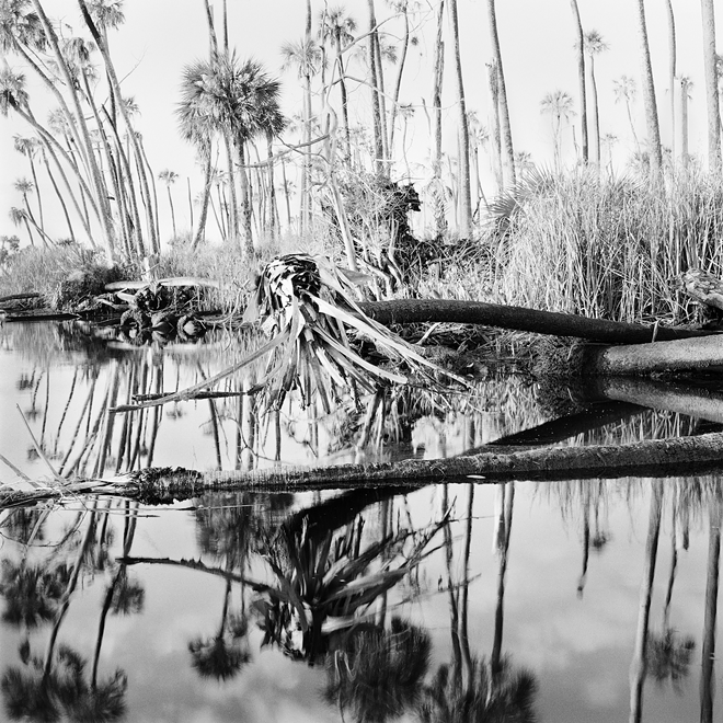 Palms in Creek, 2017 - Photo by Benjamin Dimmitt