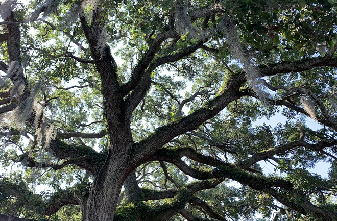 Tampa’s growing, but its tree canopy is not—here's why that’s a problem